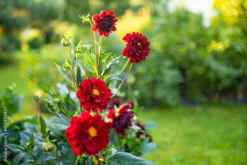 Colourful dahlia flowers in a backyard garden in autumn. Fall season. Colourful dahlia flowers in a backyard garden in autumn. Fall season.