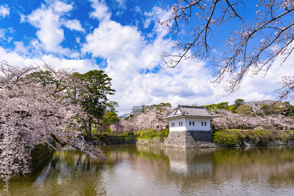 神奈川県小田原市　小田原城と桜の風景