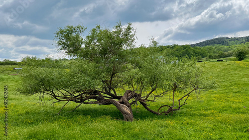 Obraz na plátně Isolated honey mesquite tree standing strong in the field in the farm