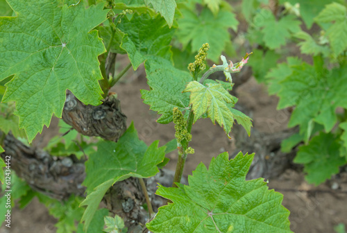Close-up of a young green grape cluster with fresh leaves on the vine