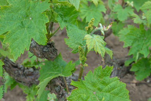 Close-up of a young green grape cluster with fresh leaves on the vine