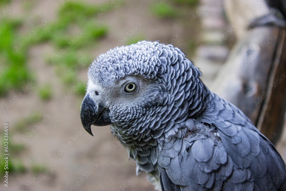 Fototapeta premium Closeup shot of a Congo African grey parrot ( Psittacus erithacus ) sitting on a wooden railing