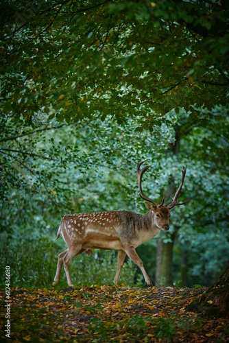 Spotted deer standing in forest