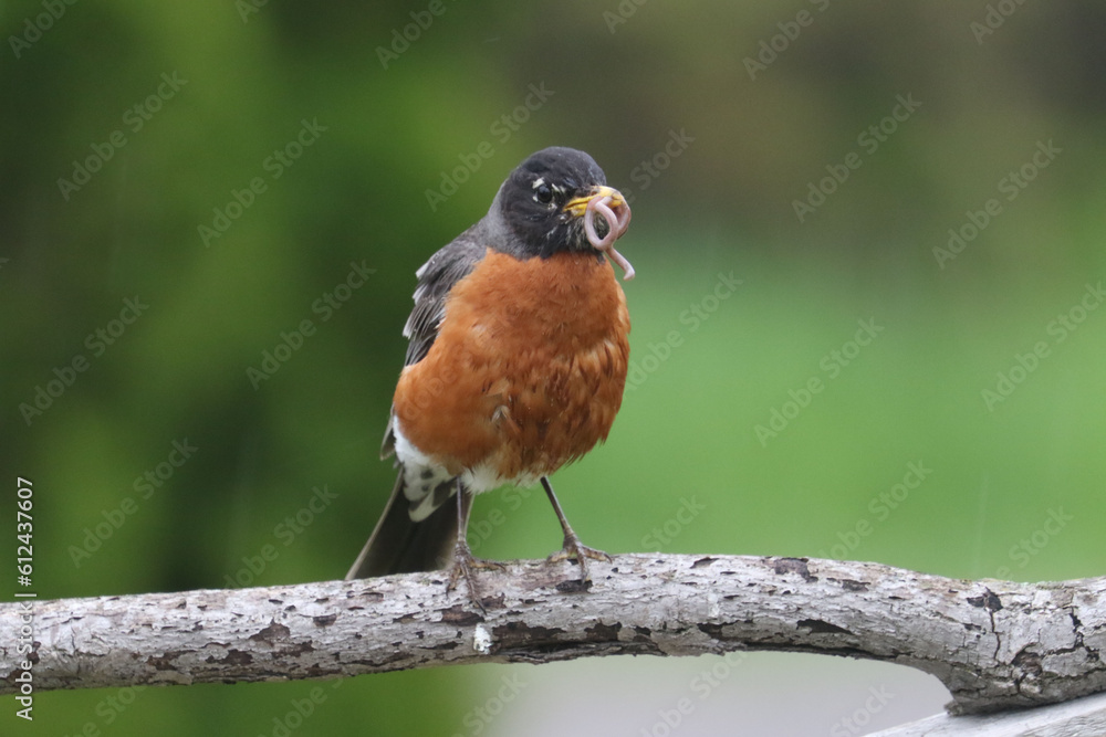 Mother robin feeding chick on lawn hunting for food Mother robin feeding chick on lawn hunting for food