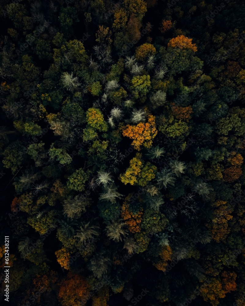 Aerial view of forest surrounded by dense trees Aerial view of forest surrounded by dense trees