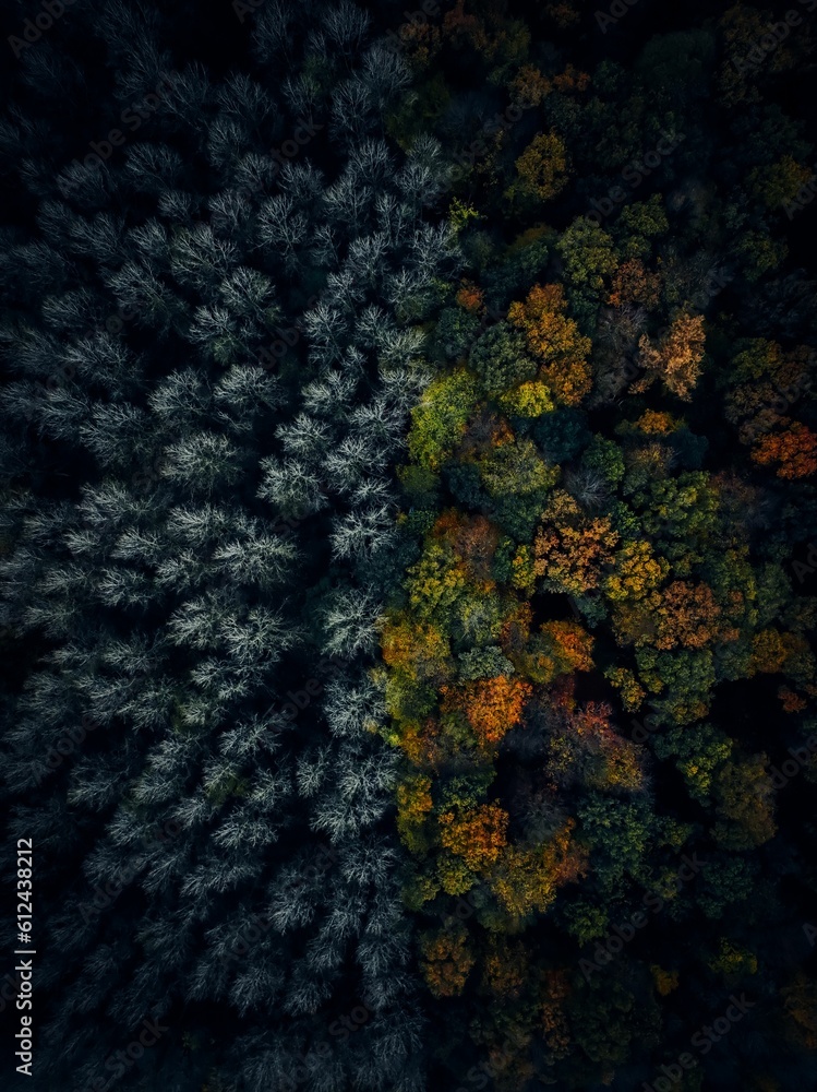 Aerial view of forest surrounded by dense trees