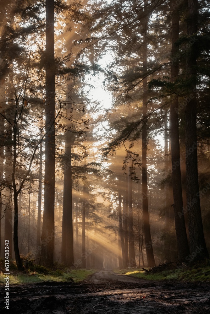 Naklejka premium Vertical shot of the morning sun shining through trees in a forest