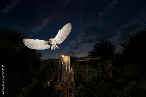 Solitary barn owl glides gracefully through the air above a wood stump at night