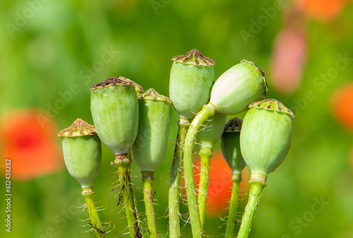 A close-up with a bouquet of green poppy breadseeds