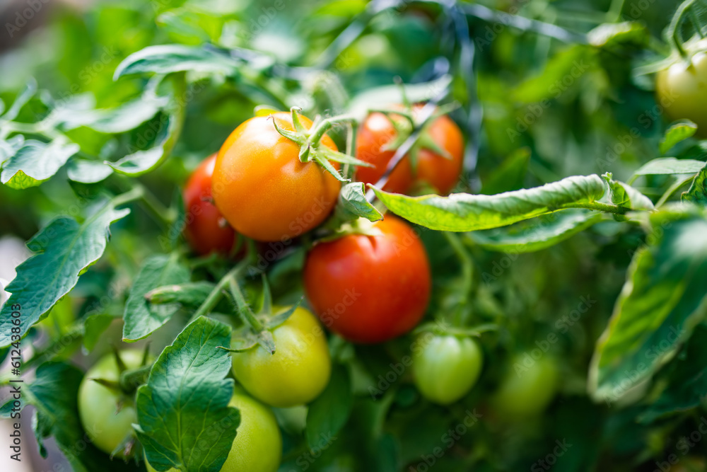 Ripening organic fresh tomatoes plants on a bush. Growing own vegetables in a homestead. Gardening and lifestyle of self-sufficiency.