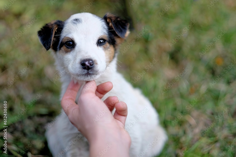 Closeup shot of a person touching a puppy