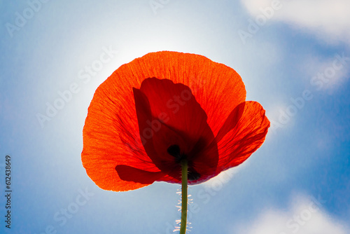 A close-up with a red poppy flower against a blue sky background