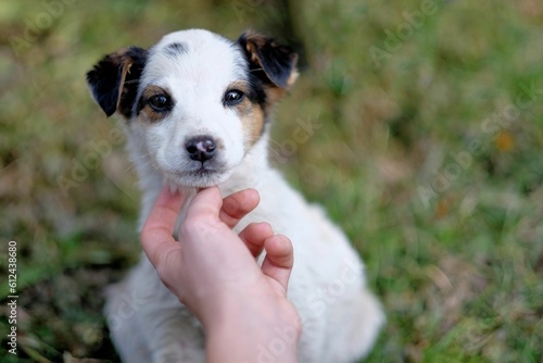 Closeup shot of a person touching a puppy