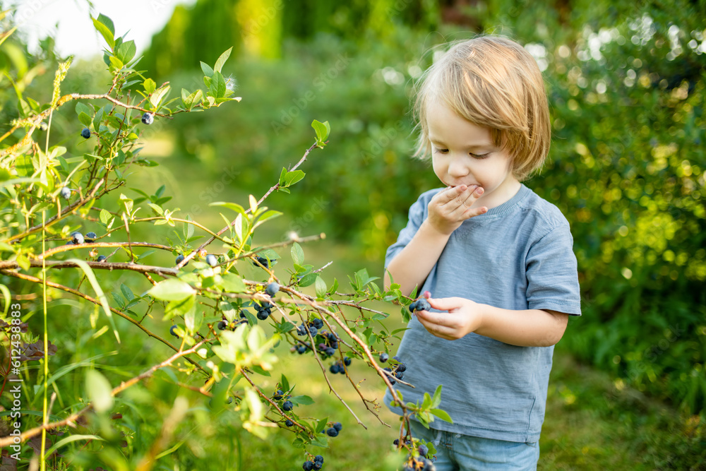 Cute toddler boy picking fresh berries on organic blueberry farm on warm and sunny summer day. Fresh healthy organic food for small kids. Cute toddler boy picking fresh berries on organic blueberry farm on warm and sunny summer day. Fresh healthy organic food for small kids.
