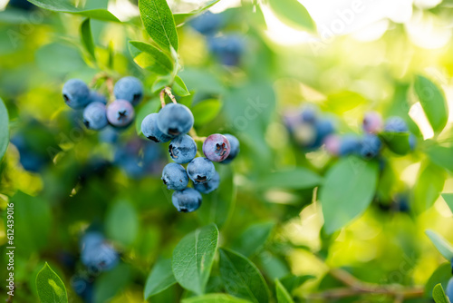 Organic blueberry berries ripening on bushes in an orchard.