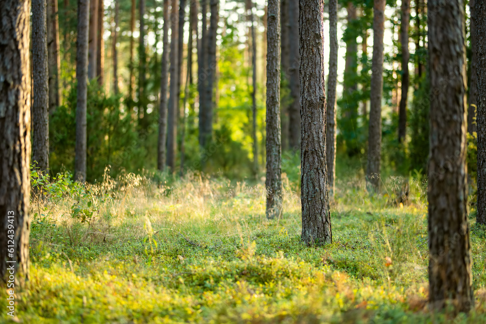 Beautiful mixed pine and deciduous forest, Lithuania Beautiful mixed pine and deciduous forest, Lithuania
