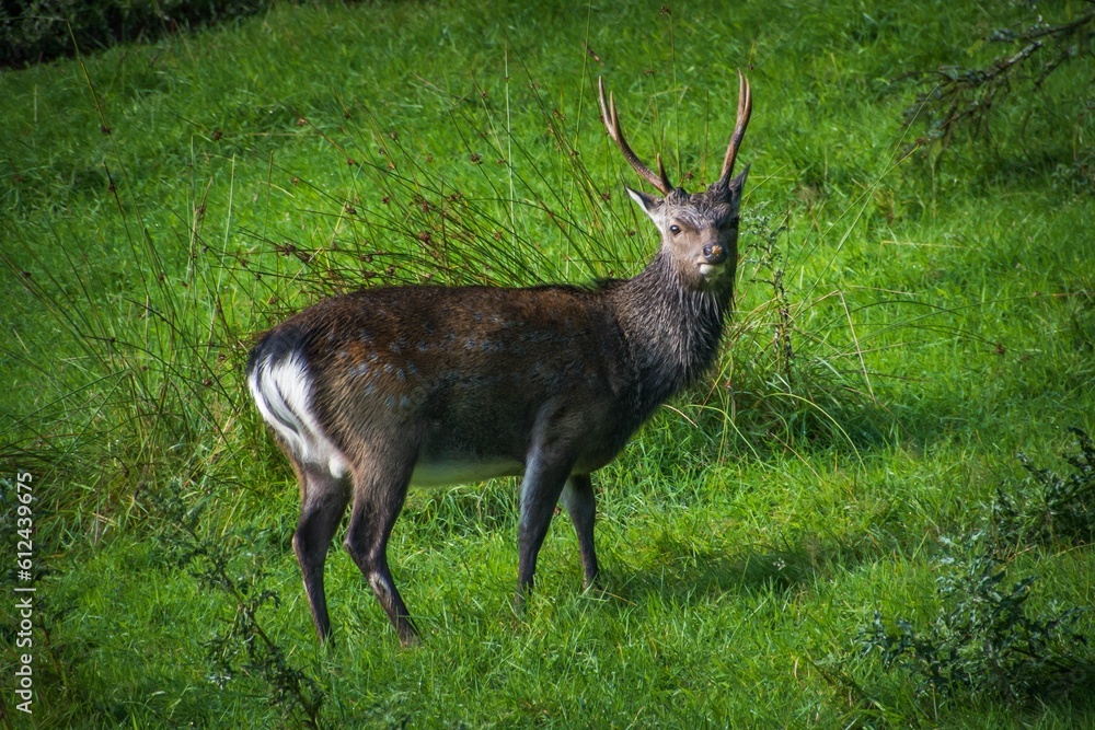 Deer standing in greenery field