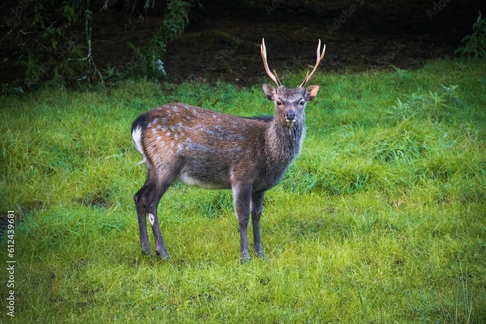Naklejka premium Deer standing in greenery field