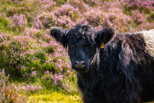 Closeup of Galloway cow looking at camera photo
