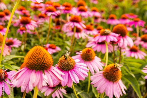 Flower field full of purple coneflowers and honey bees pollinating them