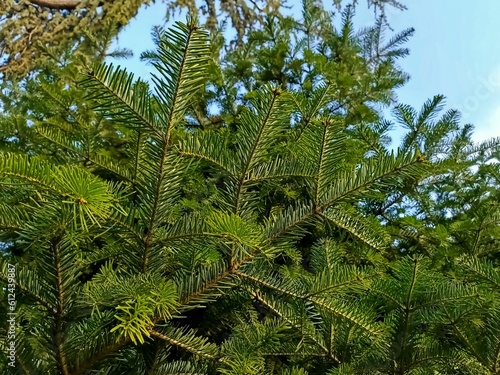 Beautiful closeup of a pine tree leaf