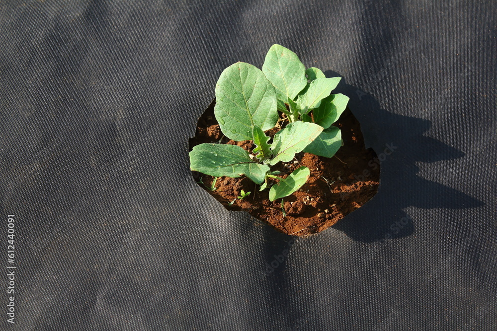 young eggplant plant growing in ground cover fabric fiber mat, mulching organic farming, weed