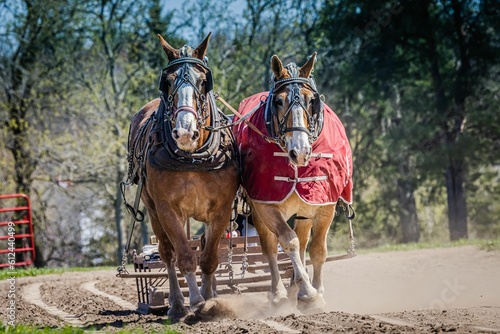 View of two horses moving the cart. © Imagesbyelaine/Wirestock Creators