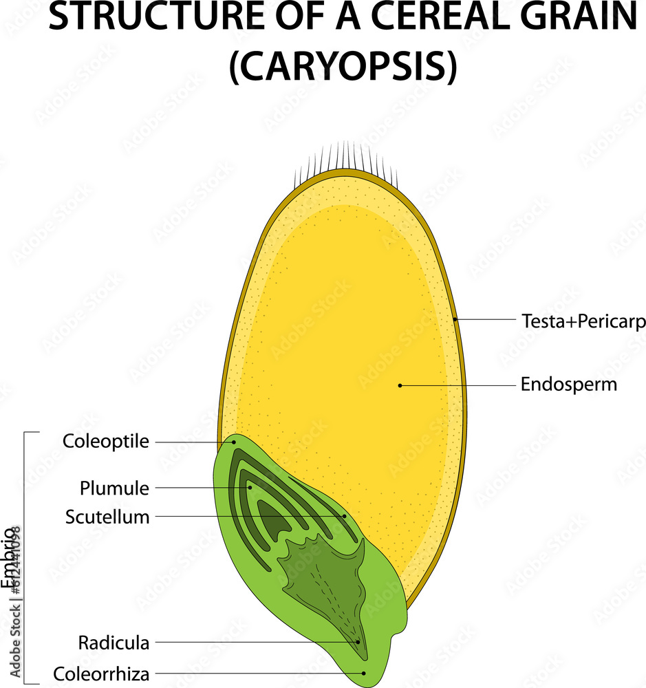 Structure of a Cereal Grain (caryopsis). Diagram labelled. 素材庫插圖