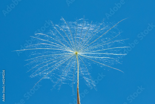 A close-up with a dandelion seed in the air and blue sky in the background