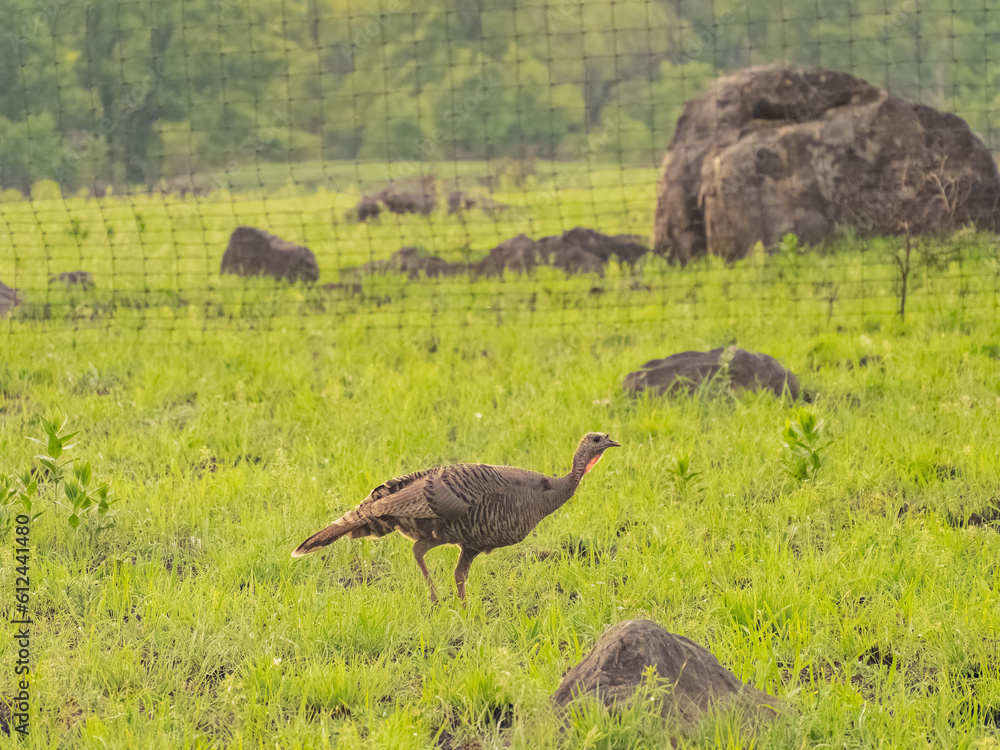 Close up shot of turkey walking in rain in Wichita Mountains Close up shot of turkey walking in rain in Wichita Mountains