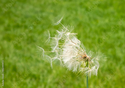 seeds flying from a dandelion flower blown by the wind