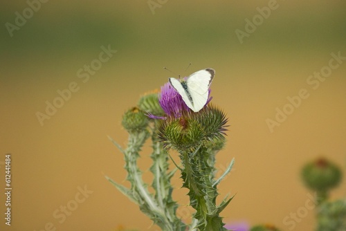 White pieris rapae butterfly on a thistle photo