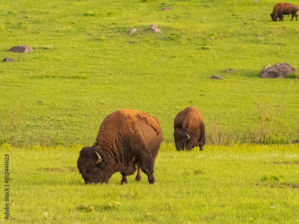 Close up shot of cute Bison in Wichita Mountains