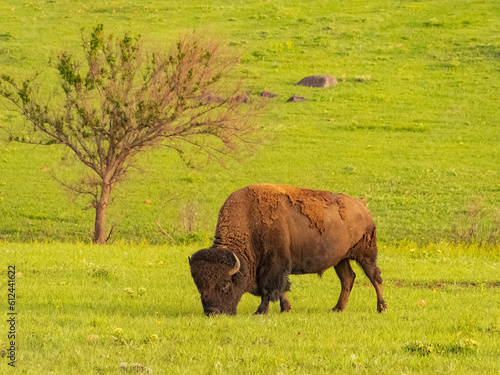 Close up shot of cute Bison in Wichita Mountains
