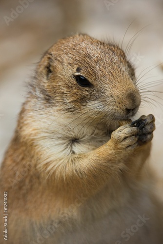 Vertical shot of a black-tailed prairie dog (Cynomys ludovicianus)
