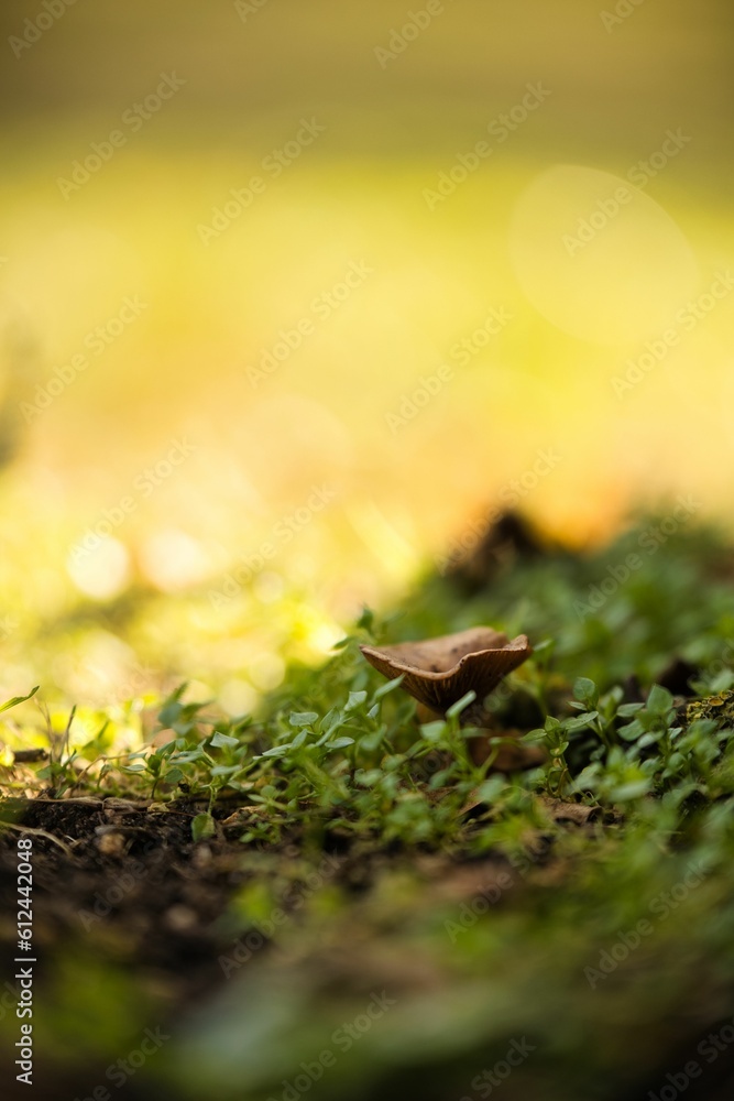 Vertical close-up shot of a mushroom in a garden Vertical close-up shot of a mushroom in a garden