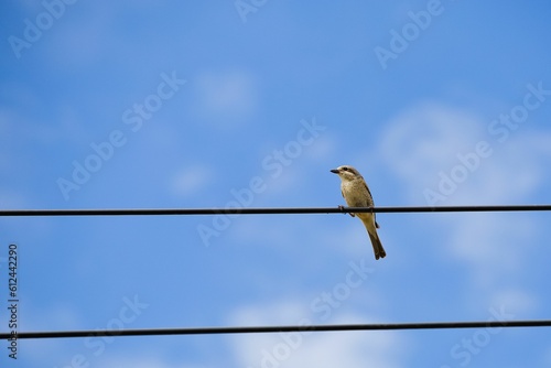 Bird perching on rope in background of sky