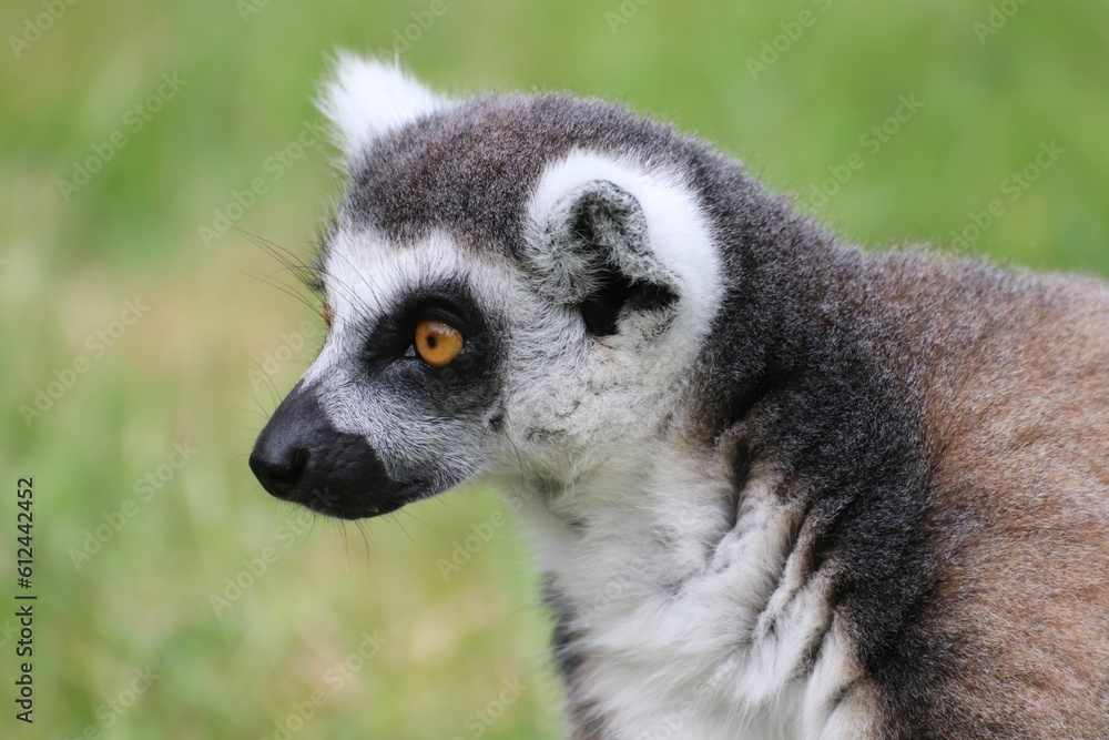 Obraz premium Closeup shot of a ring-tailed lemur (Lemur catta)