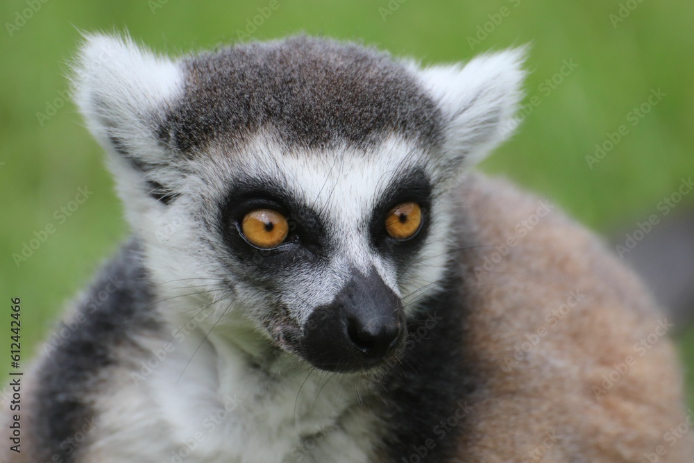 Closeup shot of a ring-tailed lemur (Lemur catta) Closeup shot of a ring-tailed lemur (Lemur catta)