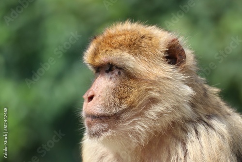 Closeup shot of Barbary macaque (Macaca sylvanus) © Photo Art By Patrick/Wirestock Creators