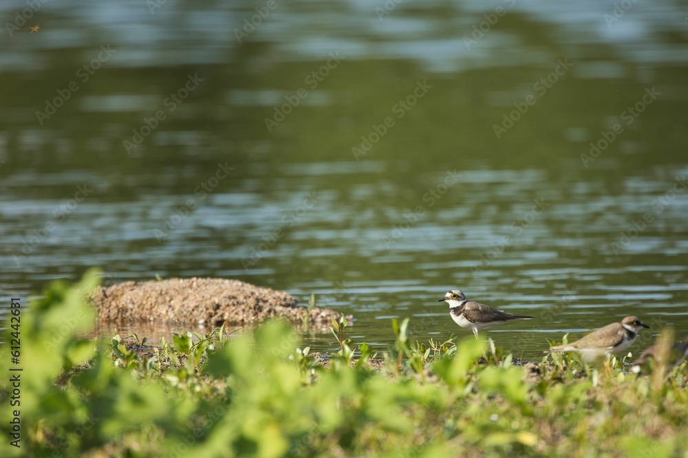 Little ringed plover birds on the coast. Little ringed plover birds on the coast.