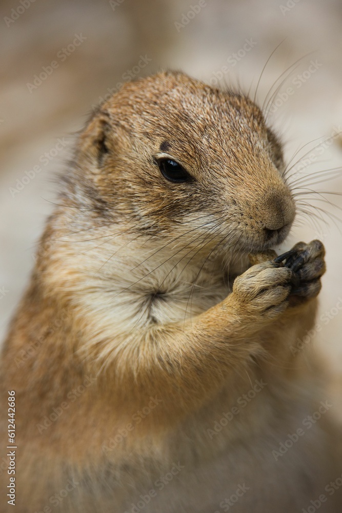 Vertical closeup of a black-tailed prairie dog. Vertical closeup of a black-tailed prairie dog.