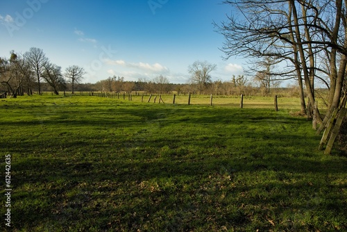 Green field with bare trees and a fence in the background under a blue sky.