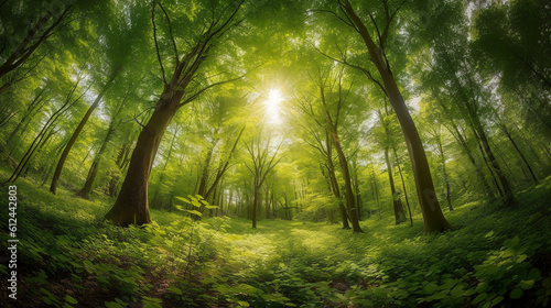 Serenity Amidst Nature , Embrace the Beauty of a Sunlit Forest