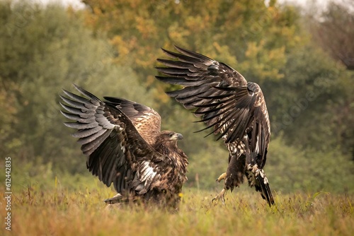 Closeup of two golden eagles fighting in a field with their wings wide open © Doczahi/Wirestock Creators