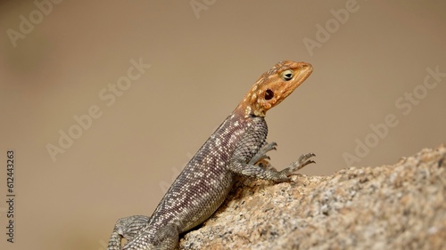 Regenbogen Echse in Namibia, weibliches oder männliches Reptil auf Felsen