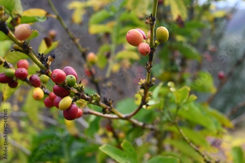 Closeup of coffee berries on the tree.