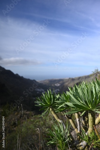 Euphorbia atropurpurea plant in the background of a mountain range © Stefko/Wirestock Creators