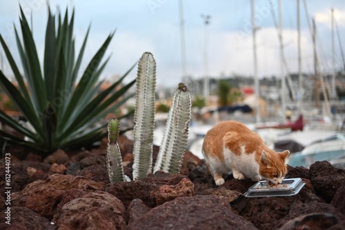 Cute fluffy ginger cat eating on the beach with boats in the background