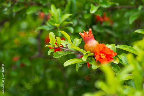Red pomegranate flowers on pomegranate blossoming tree in the garden. Bright red Punica granatum blooms in summertime. Cyprus